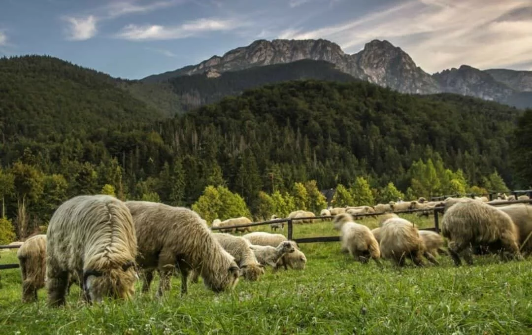 Highland sheep grazing near Zakopane with Tatra peaks in background